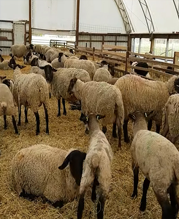 sheep for sale