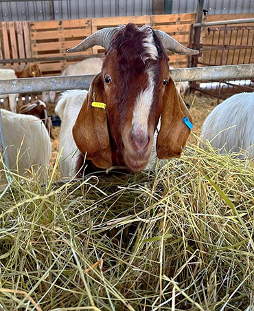 goats for sale