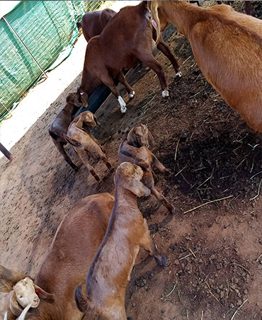 goats for sale