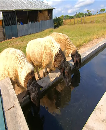sheep for sale