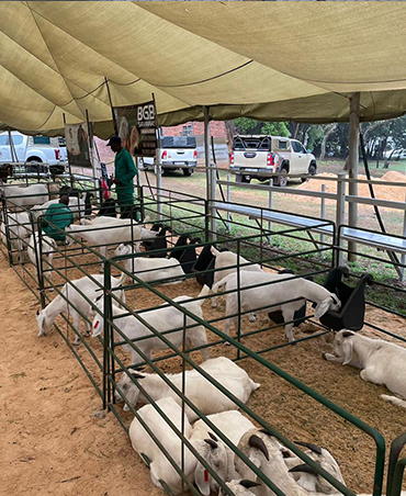 goats for sale