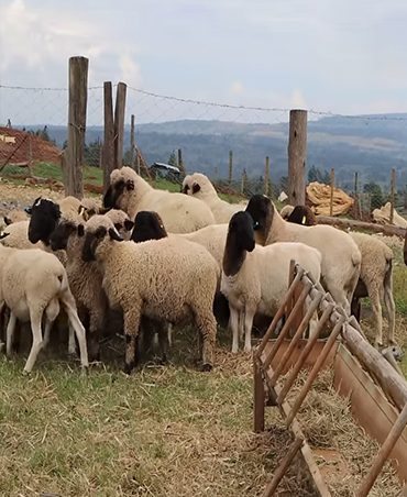 sheep for sale
