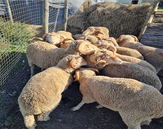 Goats for sale