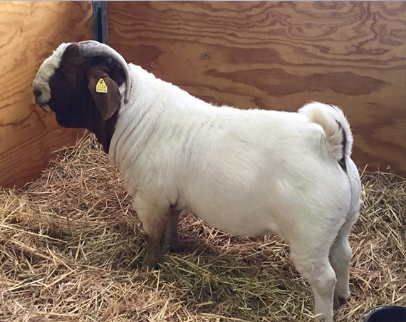 sheep for sale