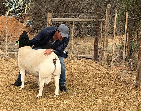 sheep for sale