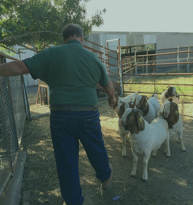 sheep for sale