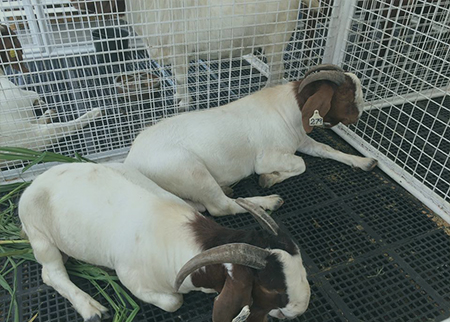 Goat for sale