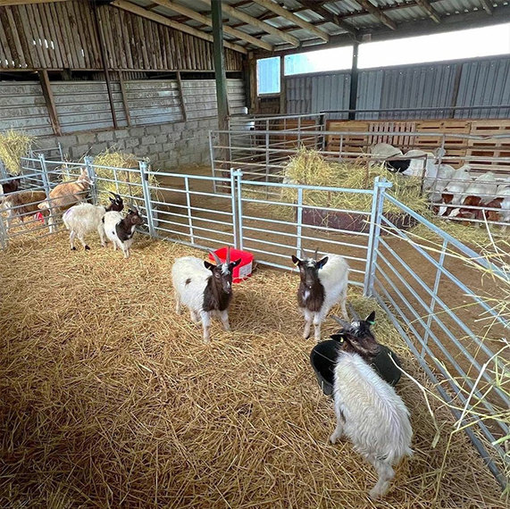 Goats for sale