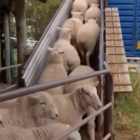 sheep for sale
