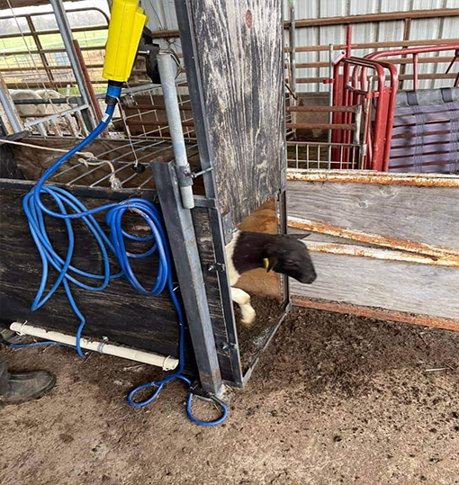 sheep for sale
