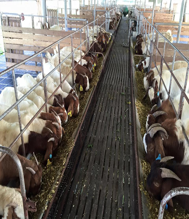 goats for sale