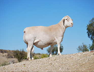 Sheep for sale