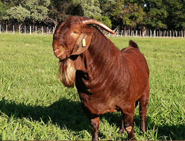 sheep for sale