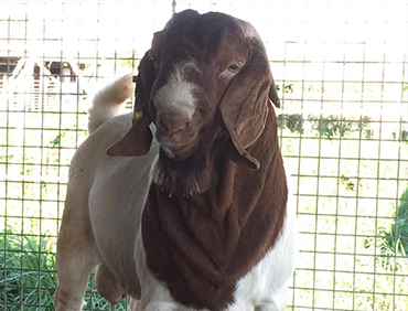 sheep for sale