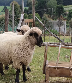 Sheep fo sale