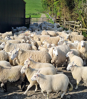 Sheep fo sale