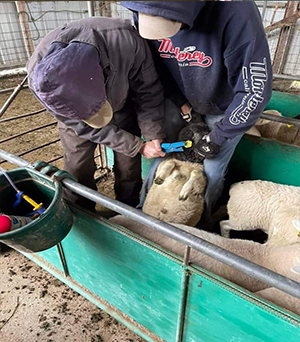 Sheep fo sale
